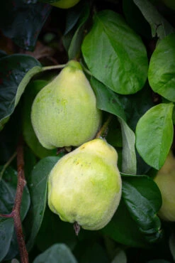 Preserve Tree Collection -Tree Furnish Store Quince Meeches Prolific 3 683x1024 1