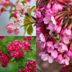 Spring Blossom Collection