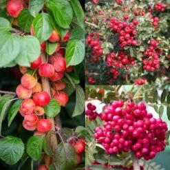 Wildlife Friendly Collection