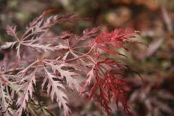 Acer Palmatum âCrimson Queenâ