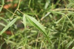Acer Palmatum âKinshiâ
