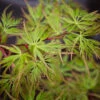 Acer Palmatum ‘Seiryu’ -Tree Furnish Store acer palmatum seiryu 2 1024x683 1