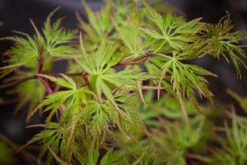 Acer Palmatum âSeiryuâ