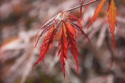 Acer Palmatum ‘Tamukeyama’