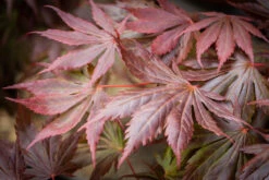 Acer Palmatum ‘Trompenburg’