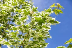 Acer Platanoides ‘Drummondii’