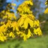 Acer Platanoides ‘Princeton Gold’® -Tree Furnish Store acer platanoides princeton gold 4