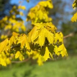 Acer Platanoides ‘Princeton Gold’®