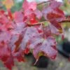 Acer Rubrum ‘October Glory’® 2 Acer Rubrum ‘October Glory’® -Tree Furnish Store acer rubrum october glory 4 1024x684 1