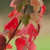 Acer Rubrum ‘Sun Valley’