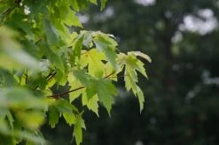 Acer X Freemanii ‘Autumn Blaze’®