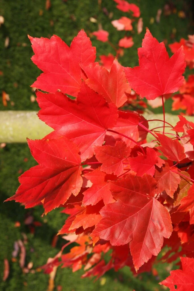 Acer X Freemanii ‘Morgan’ 3 Acer X Freemanii ‘Morgan’