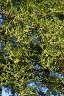 Alnus Glutinosa ‘Imperialis’