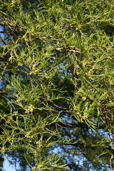 Alnus Glutinosa ‘Imperialis’ 3 Alnus Glutinosa ‘Imperialis’