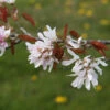 Amelanchier Laevis ‘R J Hilton’ 2 Amelanchier Laevis ‘R J Hilton’ -Tree Furnish Store amelanchier laevis r j hilton 3