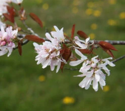 Amelanchier Laevis ‘R J Hilton’