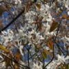 Amelanchier Laevis ‘Snowflakes’ 2 Amelanchier Laevis ‘Snowflakes’ -Tree Furnish Store amelanchier laevis snowflakes 3 1024x683 1