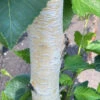 Betula Ermanii ‘White Chocolate’® (WVO2F2) 2 Betula Ermanii ‘White Chocolate’® (WVO2F2) -Tree Furnish Store betula ermanii white chocolate wvo2f2 2 714x1024 1