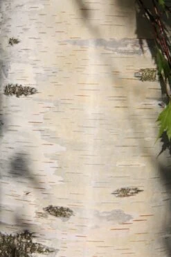 Betula Pendula ‘Dalecarlica’