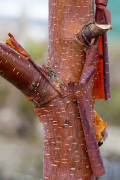 Betula Utilis ‘Cinnamon’