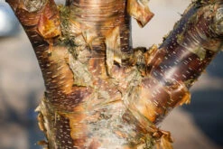 Betula Utilis ‘Dark-Ness’