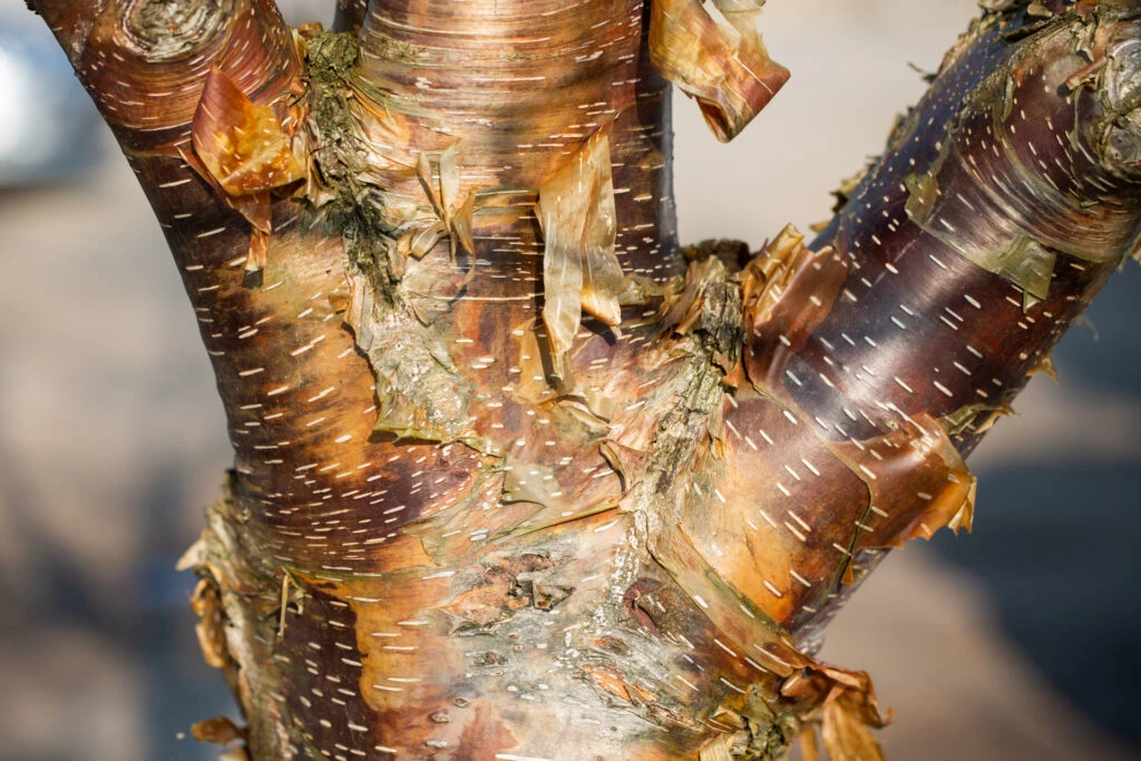 Betula Utilis ‘Dark-Ness’ 3 Betula Utilis ‘Dark-Ness’