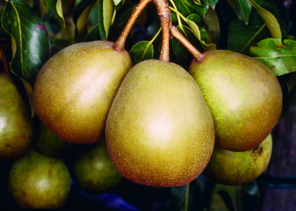 Beurre Superfin 3 Beurre Superfin