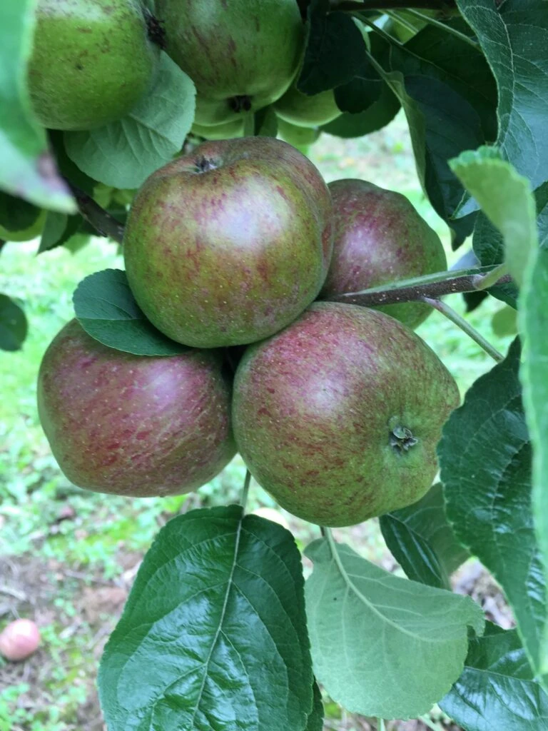 Black Dabinett 3 Black Dabinett