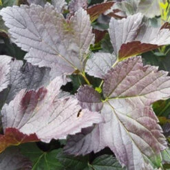 Black ‘n’ Red Premiere®