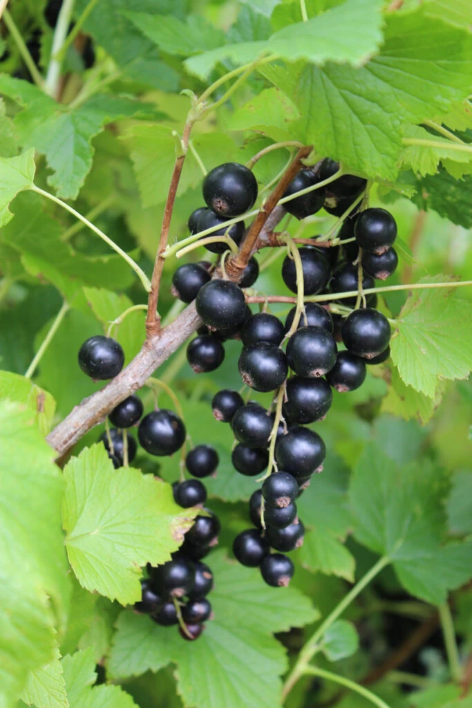 Blackbells® 3 Blackbells®