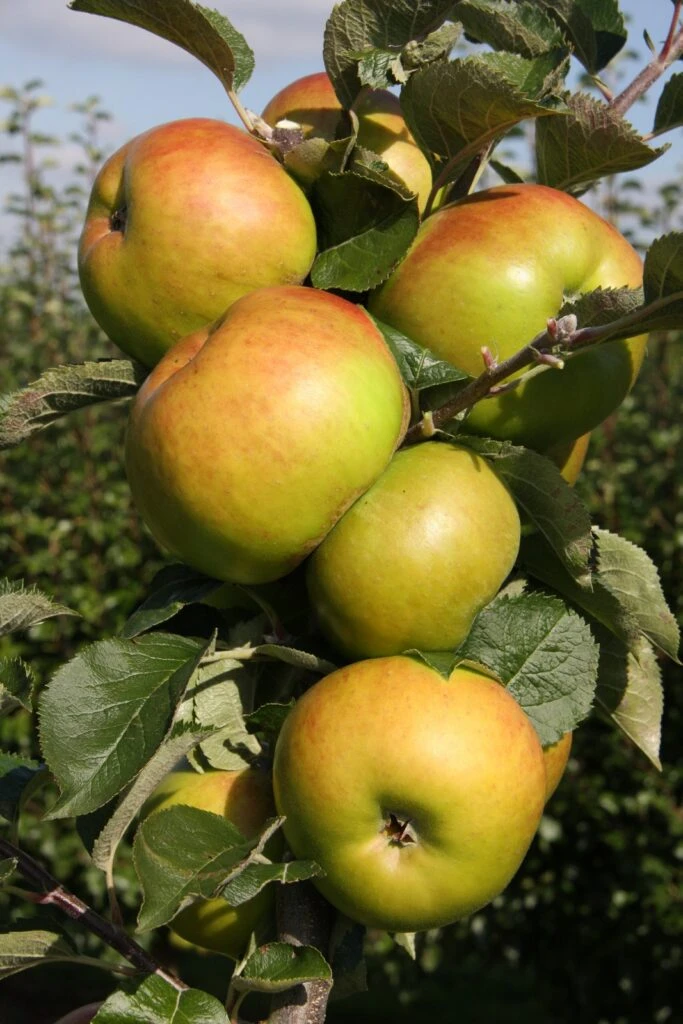 Bramley’s Seedling 3 Bramley’s Seedling