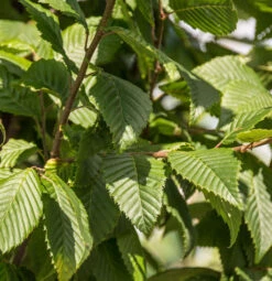 Carpinus Betulus ‘Lucas’