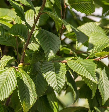 Carpinus Betulus ‘Lucas’ 3 Carpinus Betulus ‘Lucas’