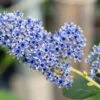 Ceanothus Arboreus ‘Trewithen Blue’ 2 Ceanothus Arboreus ‘Trewithen Blue’ -Tree Furnish Store ceanothus arboreus trewithen blue 4 1024x683 1
