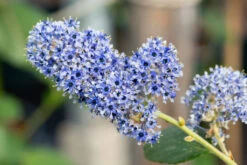 Ceanothus Arboreus ‘Trewithen Blue’