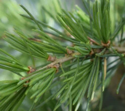Cedrus Deodara ‘Karl Fuchs’