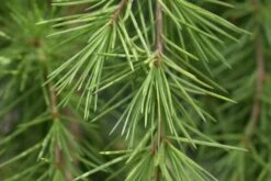 Cedrus Deodara ‘Klondyke’