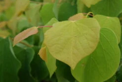 Cercis Canadensis ‘Golden Falls’®