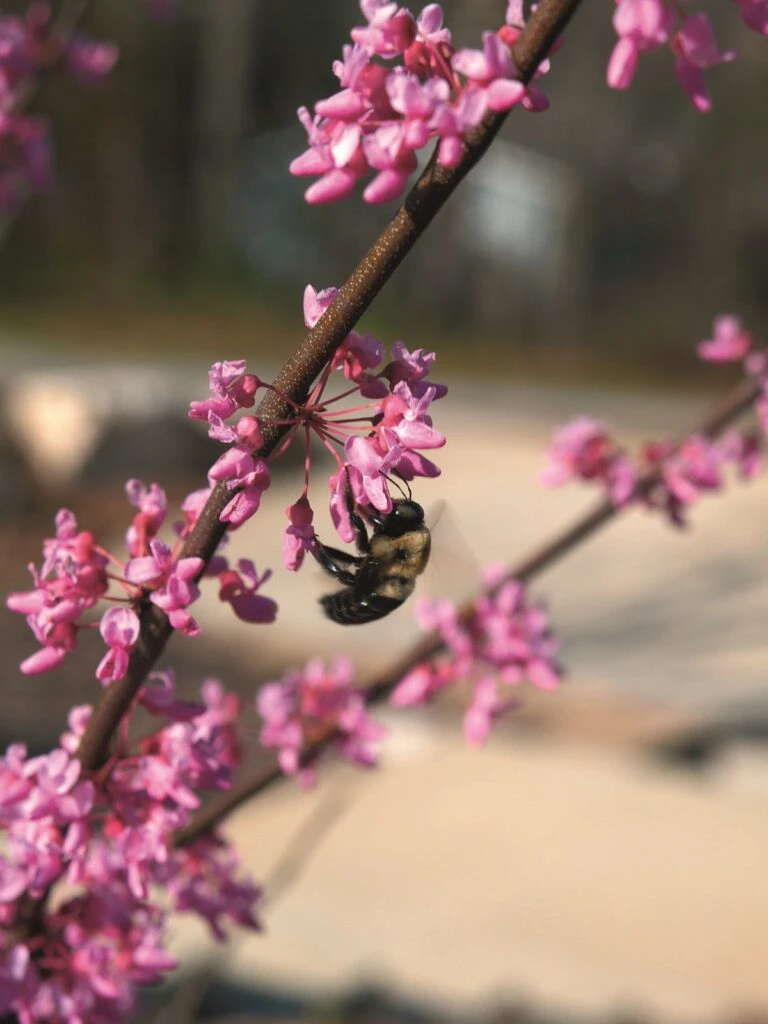 Cercis Canadensis ‘Hearts Of Gold’® 3 Cercis Canadensis ‘Hearts Of Gold’®