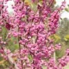 Cercis Canadensis ‘Pink Pom Poms’® 1 Cercis Canadensis ‘Pink Pom Poms’® -Tree Furnish Store cercis canadensis pink pom poms 2