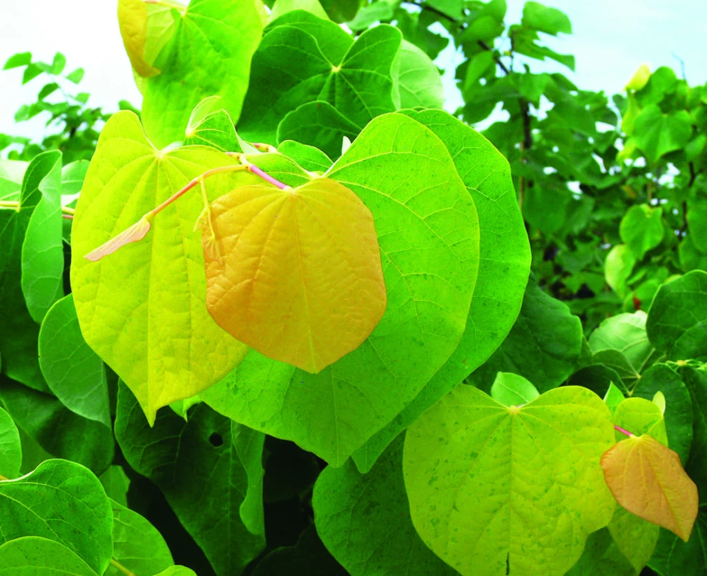Cercis Canadensis ‘The Rising Sun’™ 3 Cercis Canadensis ‘The Rising Sun’™