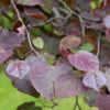 Cercis Canadensis ‘Ruby Falls’® 1 Cercis Canadensis ‘Ruby Falls’® -Tree Furnish Store cercis canadensis ruby falls 3 1024x683 1
