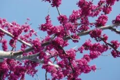 Cercis Canadensis Var. Texensis ‘Oklahoma’