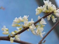 Cercis Canadensis Var. Texensis ‘Texas White’
