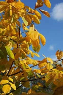 Cladrastis Kentuckea