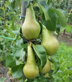 Conference Moors Giant®