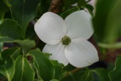 Cornus Kousa ‘Milky Way’