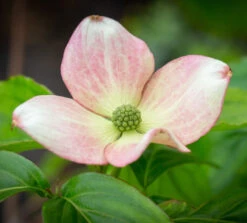 Cornus Kousa ‘Satomi’