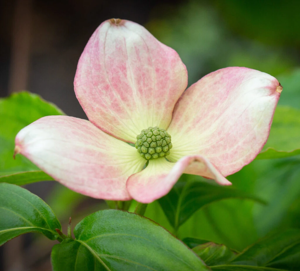 Cornus Kousa ‘Satomi’ 3 Cornus Kousa ‘Satomi’