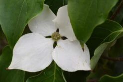 Cornus Kousa ‘Schmetterling’